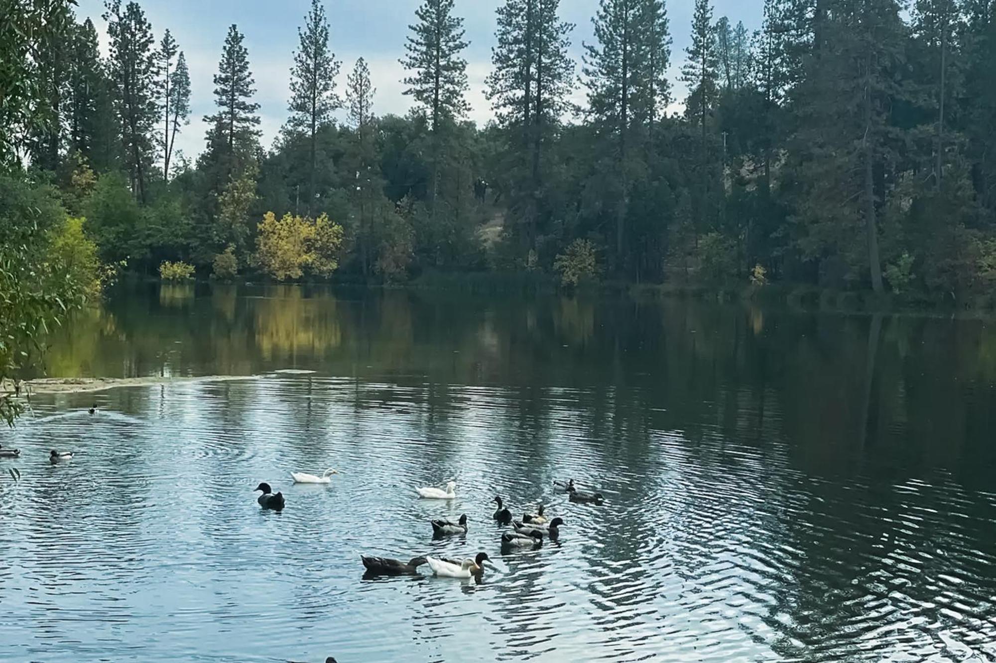 Вилла Honea Bee Hideout Bass Lake Annex Экстерьер фото